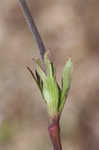 Carolina anemone